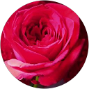 Jogamaya Sahu profile picture