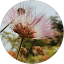 T Geetika profile picture